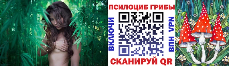 Галлюциногенные грибы Cubensis  Чернушка 